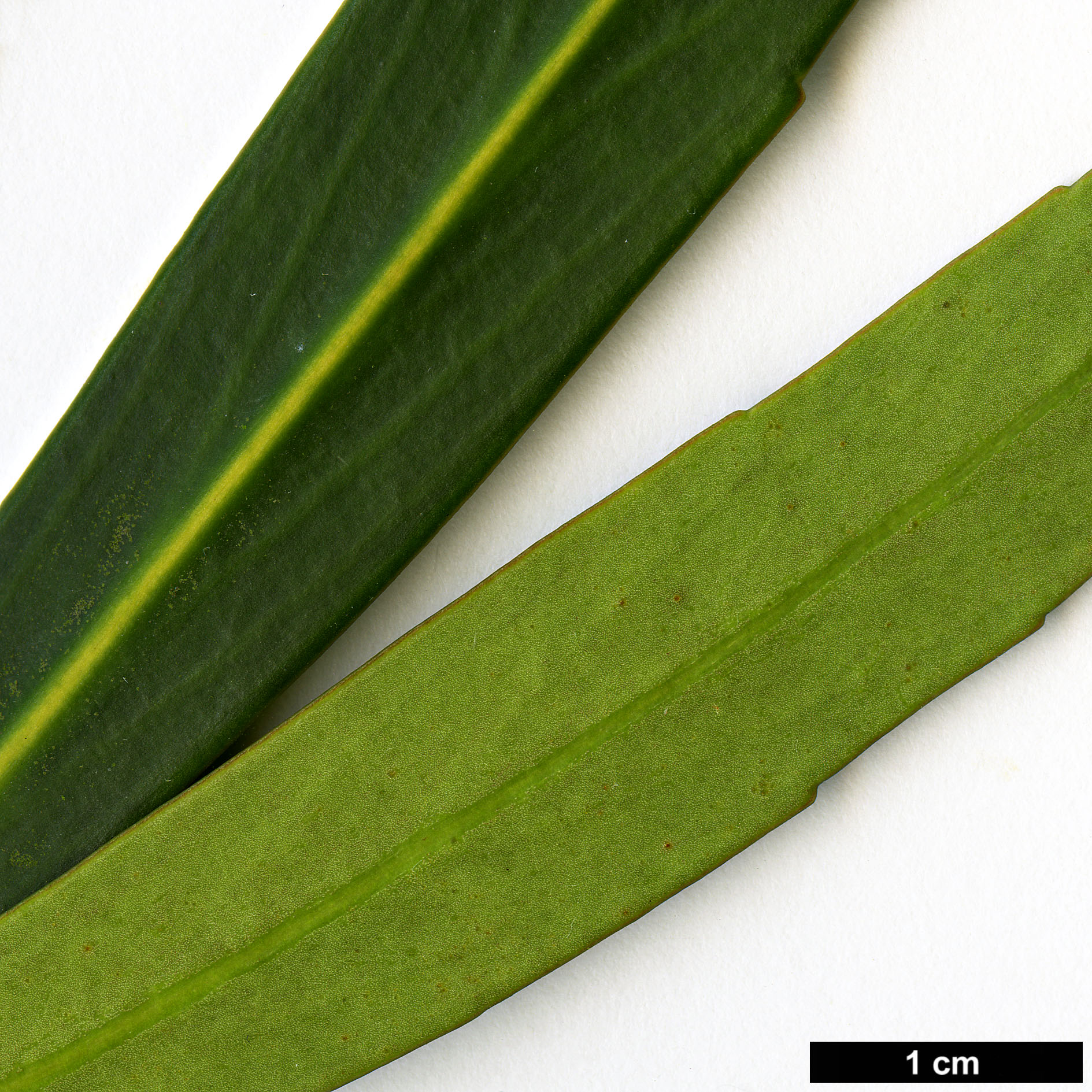 High resolution image: Family: Araliaceae - Genus: Pseudopanax - Taxon: crassifolius